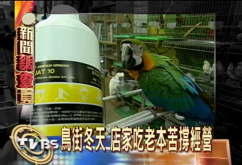 禽流感嚇人鳥街成禁地 店家喊冤