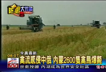 禽流感侵中俄 內蒙2600隻禽鳥爆斃