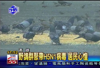 〈獨家〉穀倉穀物掉滿地 成野鳥大飯廳