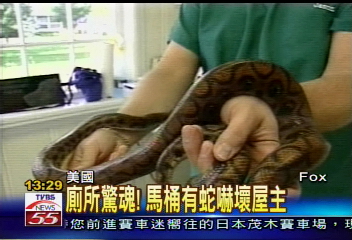 廁所驚魂! 馬桶有蛇嚇壞屋主