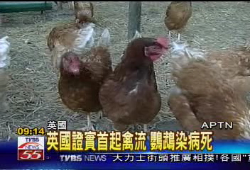 英出現首起禽流例 鸚鵡染病死