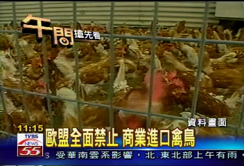 鸚鵡暴斃 英專家:檢疫所早遭感染