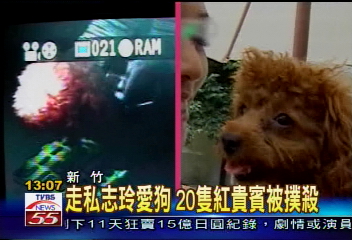 走私志玲愛狗 20隻紅貴賓被撲殺