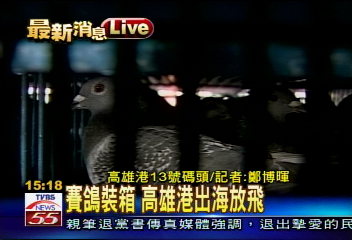 高雄港不禁飛　冬季鴿賽盛大舉行