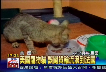 美國寵物貓　誤闖貨輪流浪到法國