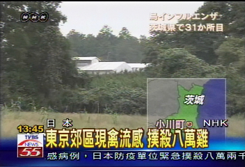 東京郊區現禽流感 撲殺8萬雞