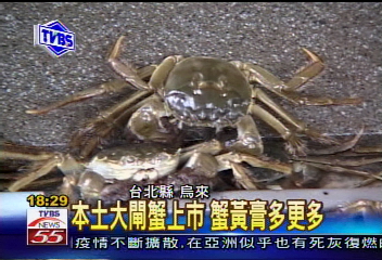 〈獨家〉本土大閘蟹上市　蟹黃膏多更多