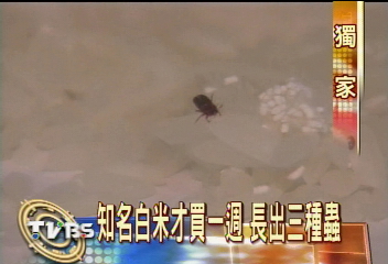 〈獨家〉知名白米才買一週　長出三種蟲