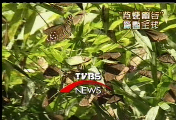 紫斑蝶飛舞　「紫蝶幽谷」驚豔全球