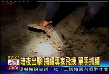 暗夜出擊!補鱷專家飛撲 單手抓鱷
