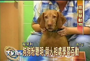 狗狗粉聰明 與人相處學習互動