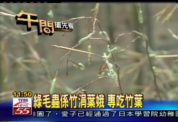 恐怖！綠毛蟲鑽400公頃竹筍園