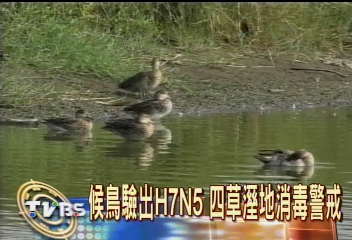 候鳥驗出H7N3 四草溼地消毒警戒