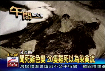 雞集體死亡 染禽流?被狗咬啦!