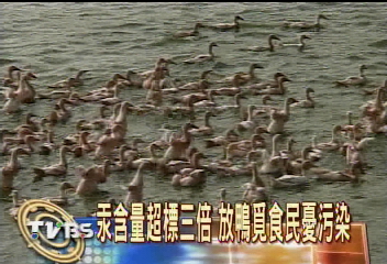 汞污泥場禁地　任憑千隻鴨覓食
