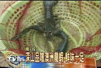 深山品嚐澳洲龍蝦 鮮味十足