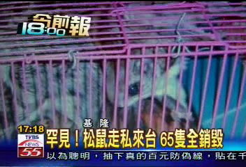 罕見！　松鼠走私來台 65隻全數銷毀
