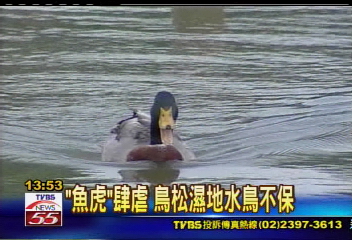 「魚虎」肆虐 鳥松濕地水鳥不保