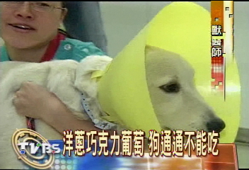 狗不能吃洋蔥!貴賓狗腎衰竭送命