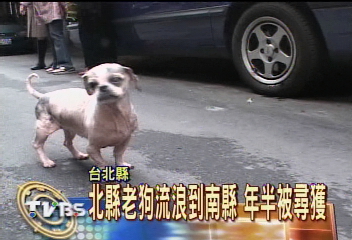 北縣老狗流浪到南縣 年半被尋獲