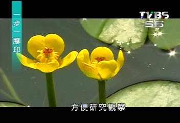 【一步一腳印】復育萍蓬草 再見黃色芳蹤