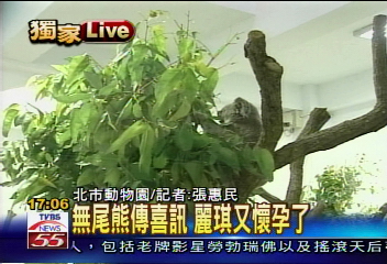 麗琪又有喜!Q比即將當哥哥
