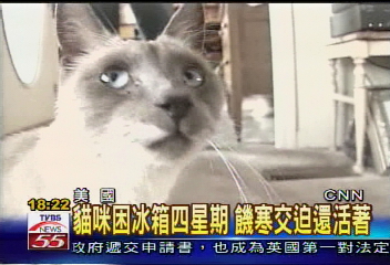 貓咪冷凍冰箱四週 沒吃喝奇蹟存活