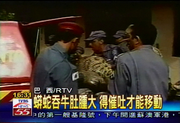 動物奇觀 大蟒蛇活生生生吞小牛