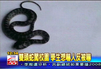 雙頭蛇闖校園　學生想嚇人反被嚇