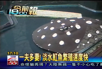 〈獨家〉巴西引進淡水魟魚　時下新寵物