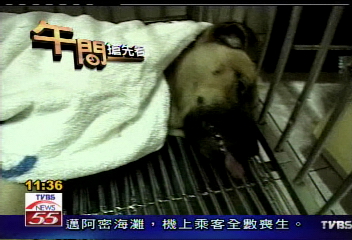 殘忍虐狗　捕狗赫見皮筋捆生殖器