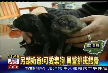 另類奶爸!可愛棄狗 員警排班餵養