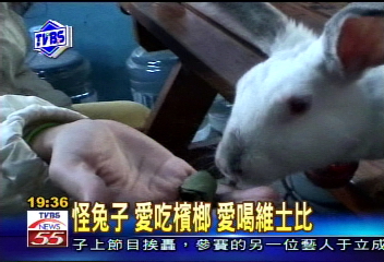 〈獨家〉怪兔子 愛吃檳榔、喝維士比