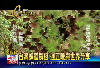 「綻放真台灣」 蝶道解謎有成