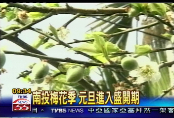 【讀報新聞】南投梅花季 元旦進入盛開期