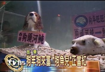 可愛狗頭河豚 日本引進愛吃章魚