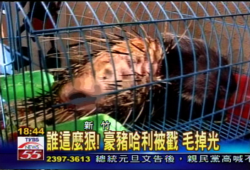 誰這麼狠！豪豬哈利被戳　毛掉光