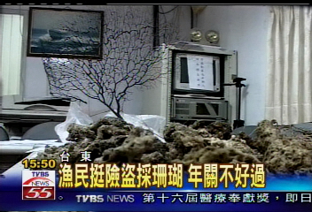 紅珊瑚一斤三百萬 漁民覬覦盜採