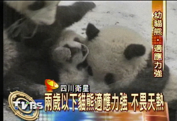 臥龍飄雪 大貓熊越冷越有活力