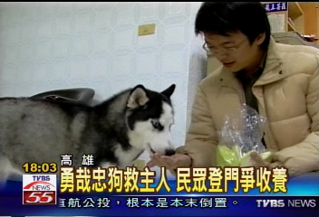 勇哉忠狗救主人 民眾登門爭收養