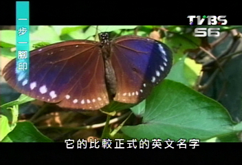 【一步一腳印】研究追蹤紫斑蝶 翩翩風采全都錄