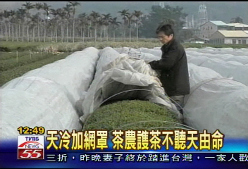霜害！名間烏龍茶部份凍紅枯死