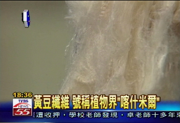 〈獨家〉皮草「素素看」！　黃豆纖維作皮草
