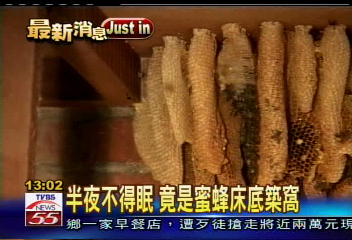 半夜不得眠 竟是蜜蜂床底築窩