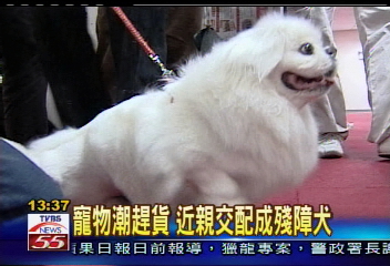 寵物潮趕貨 近親交配成殘障犬