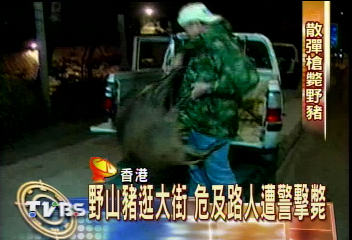 野山豬逛大街　危及路人遭警擊斃