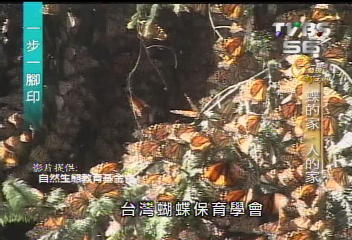 【一步一腳印】發現「蝶」影 紫斑蝶谷搜秘(下)