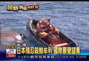 日本南極殺鯨 殘忍行徑直擊