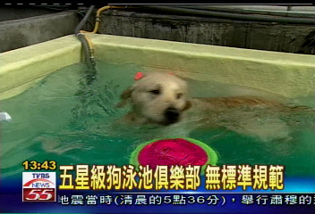 黃金獵犬斷腿　質疑狗店設計不當