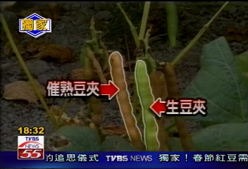 〈獨家〉春節趕採收 灑除草劑催熟紅豆